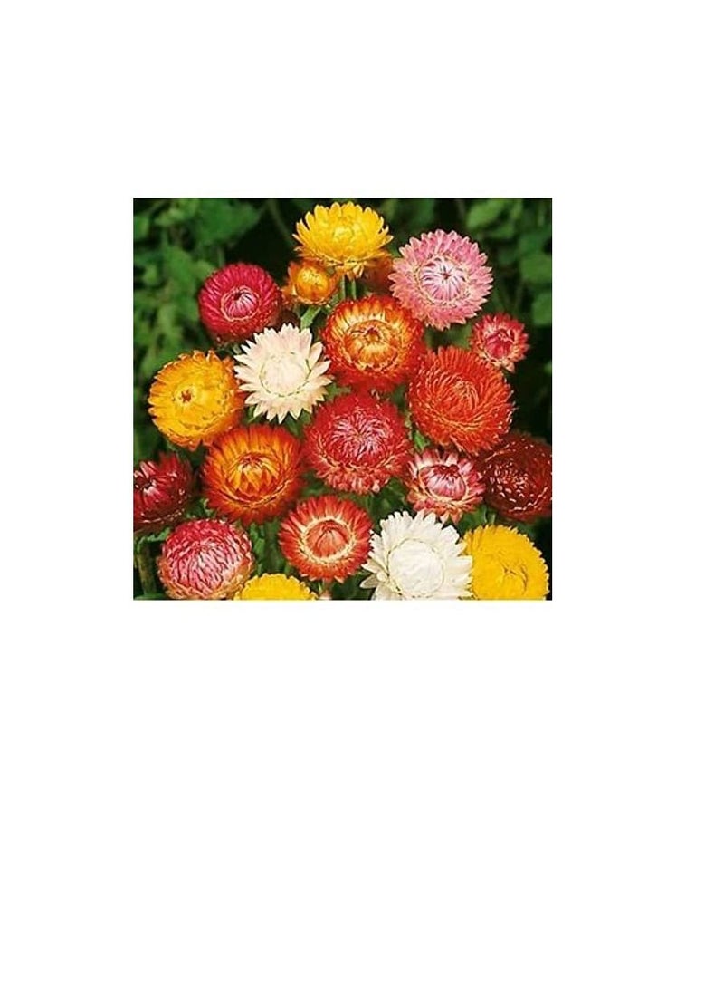 Euro Garden - Euro Garden Helichrisum Double Mix - Image 1