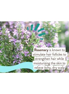 Eucalyptus Remedy 2-in-1 Bubble Bath & Wash - Invigorating Eucalyptus, Rosemary & Peppermint - For all ages - EWG Verified - Vegan - pzsku/ZF3F3ECC62E172DF4960DZ/45/_/1741095720/af4dc7a2-19d3-4d79-9ab0-6e48a982f605