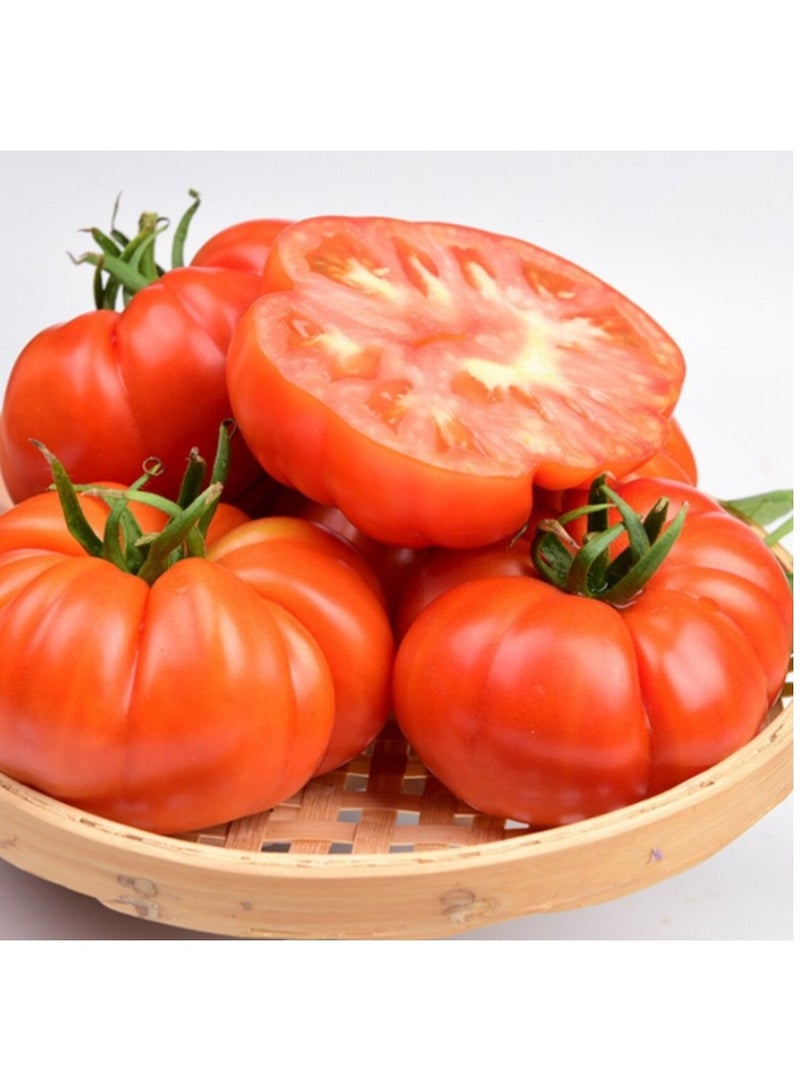 Beefsteak Tomato Seeds for Planting - Tomato seeds for Planting - Image 3