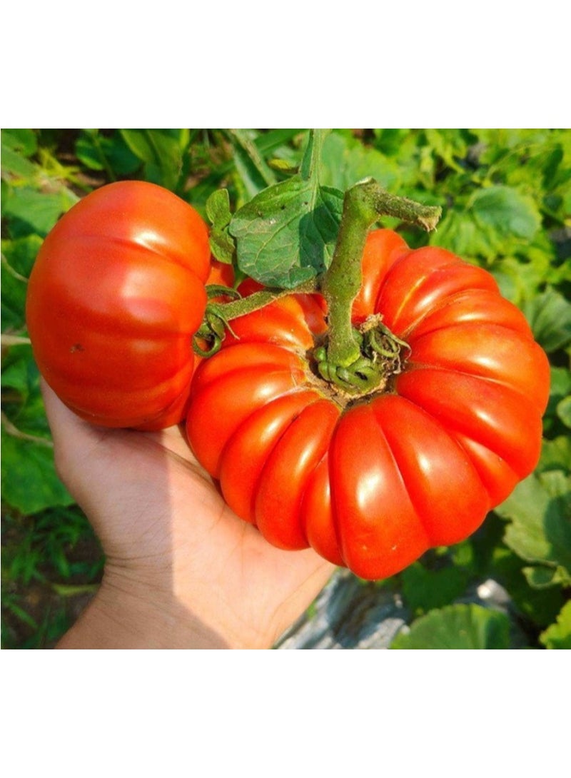 Beefsteak Tomato Seeds for Planting - Tomato seeds for Planting - Image 1