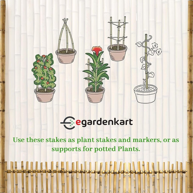 Egardenkart إي غاردن كارت، عصي الخيزران للنباتات - 60 سم، 5 قطع | دعامات النباتات | 24-16 مم، عمود دعم النباتات | عصا نبات متينة للزهور والخضروات والنباتات المتسلقة | عصي الحديقة (5 قطع، 60 سم) - Image 4