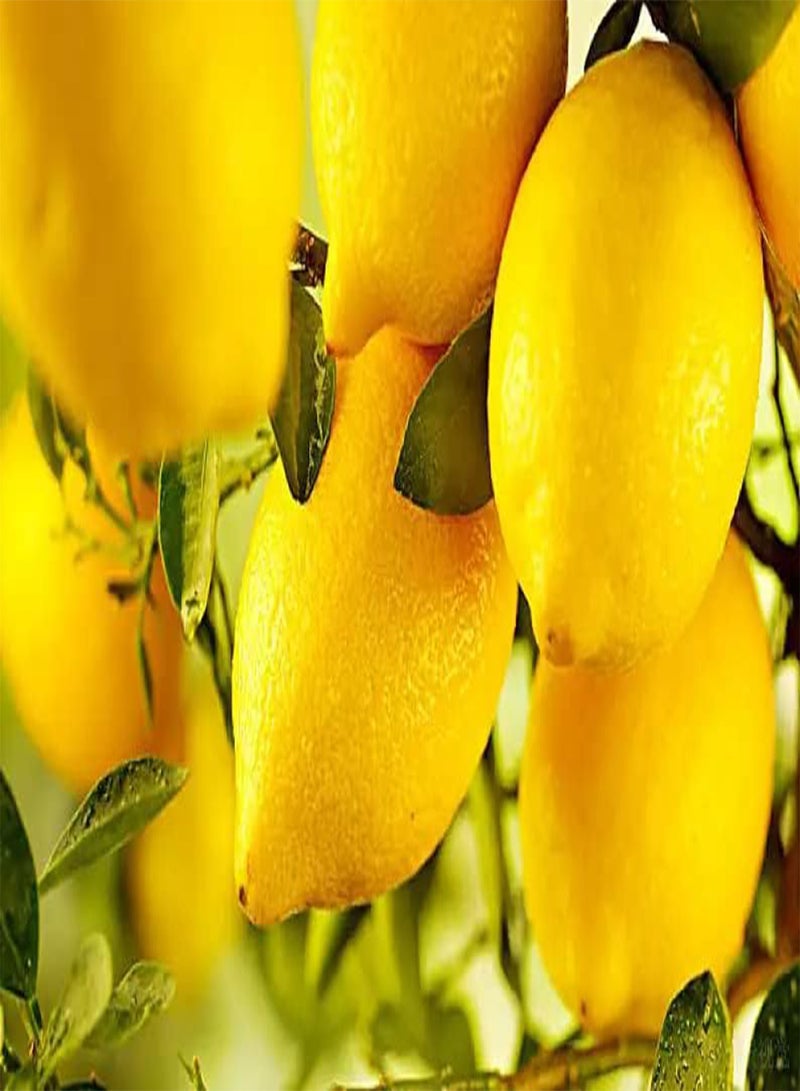 GGOOT Lemon Seeds for Planting - 50 Seeds, Non-GMO Heirloom and Organic High Survival Rate Lemon Tree Seeds Planting for Home Garden - Image 3