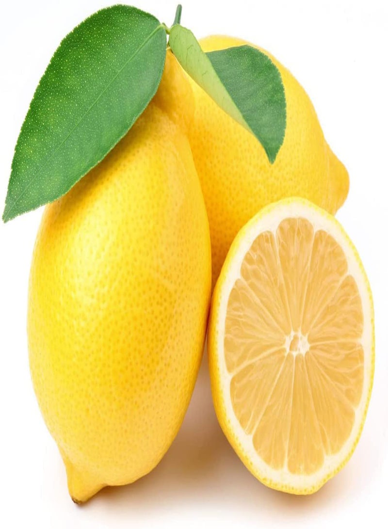 GGOOT Lemon Seeds for Planting - 50 Seeds, Non-GMO Heirloom and Organic High Survival Rate Lemon Tree Seeds Planting for Home Garden - Image 4