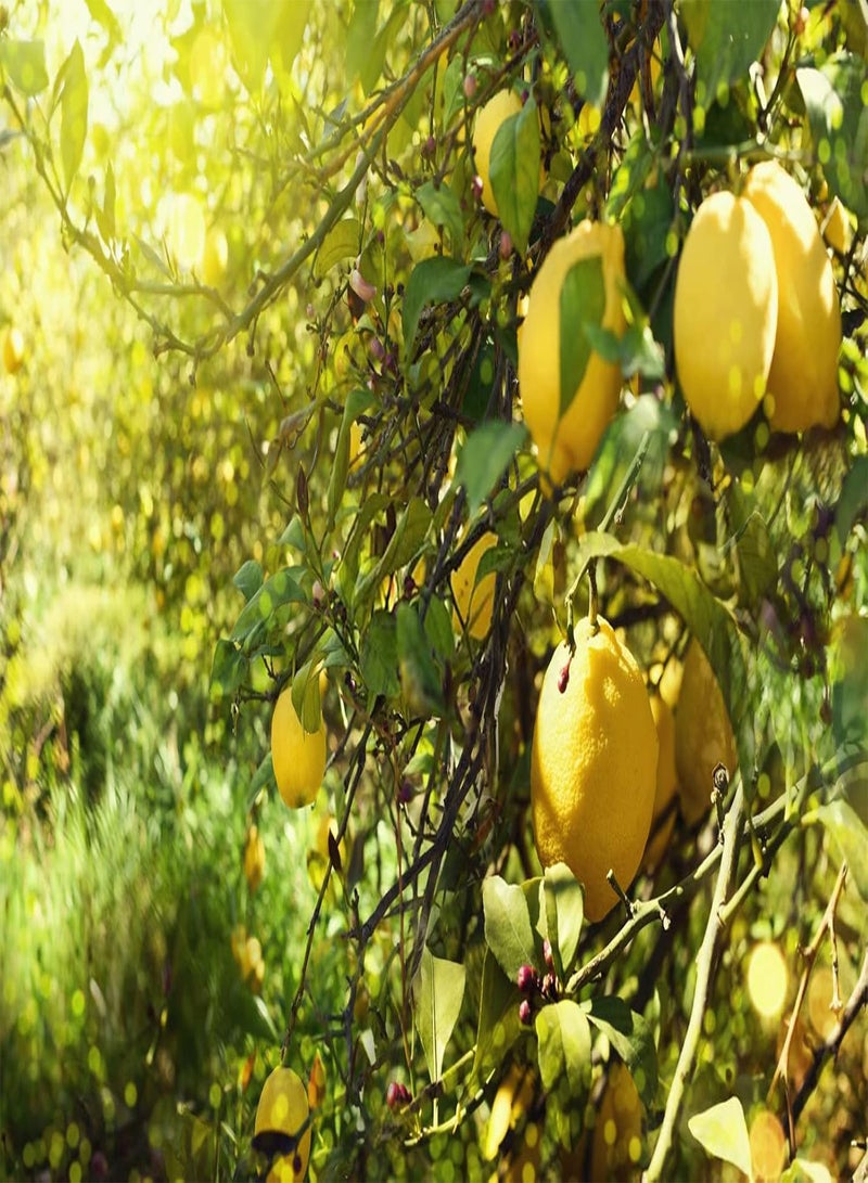 GGOOT Lemon Seeds for Planting - 50 Seeds, Non-GMO Heirloom and Organic High Survival Rate Lemon Tree Seeds Planting for Home Garden - Image 2