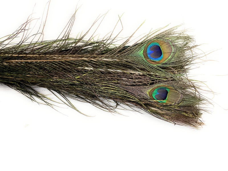 Achleshwar Bunch of 10 Real Peacock Feathers/Moor Pankha Broom/Jhadu for Mandir Cleaning/Suitable for Nazar Suraksha - Image 3