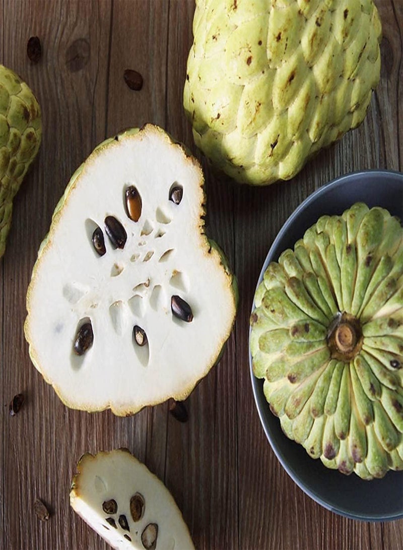 GGOOT 10pcs Green Unique Annona Seeds for Planting in Garden Sugar Apple Famous Kitchen Essential Fruit Soursop Well Received Loved by Everyone  - Image 3
