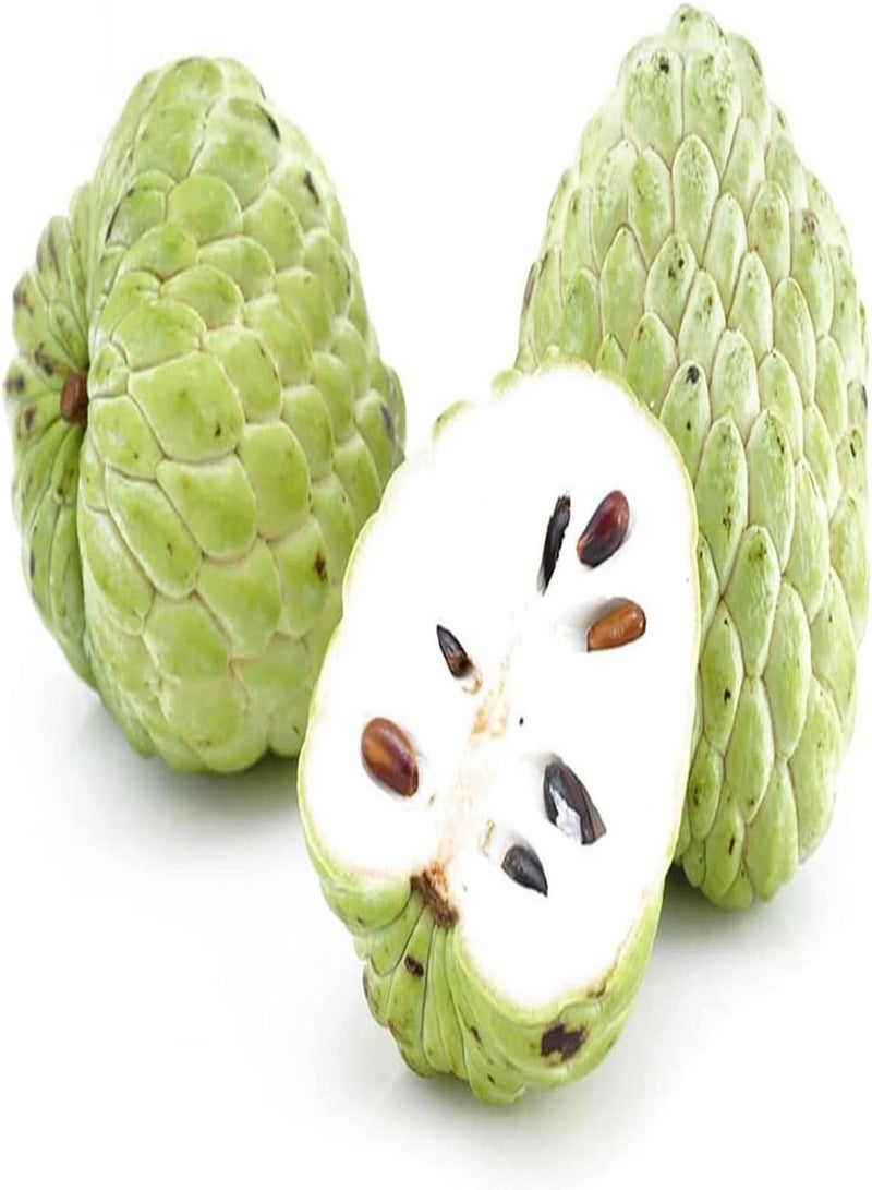 GGOOT 10pcs Green Unique Annona Seeds for Planting in Garden Sugar Apple Famous Kitchen Essential Fruit Soursop Well Received Loved by Everyone  - Image 2