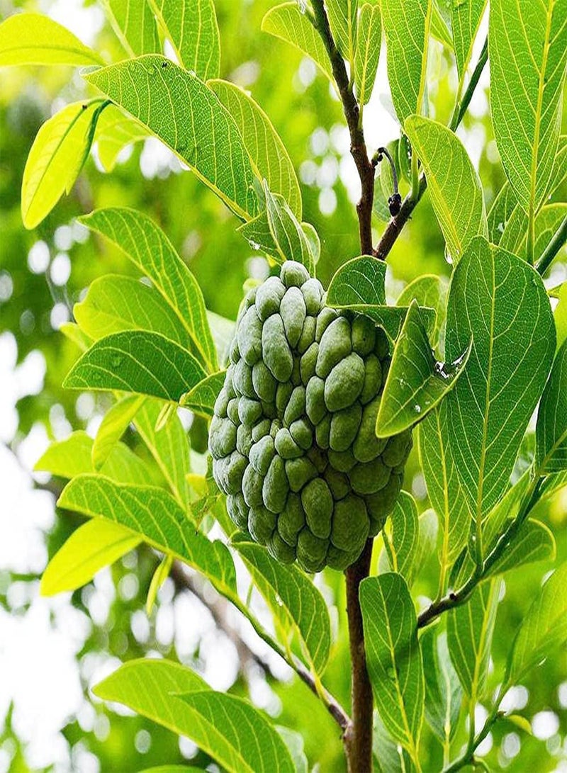 GGOOT 10pcs Green Unique Annona Seeds for Planting in Garden Sugar Apple Famous Kitchen Essential Fruit Soursop Well Received Loved by Everyone  - Image 1