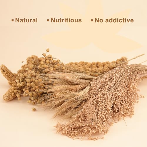 LUVCOSY Hamster Organic Sprays Set = Wheat + Flax + Yellow Millet + Panicle Millet, Pet Habitat Bedding Decor, Natural Hamster Chews Accessories Supplies, for Gerbil, Mice, Guinea Pig, Chinchilla - Image 4