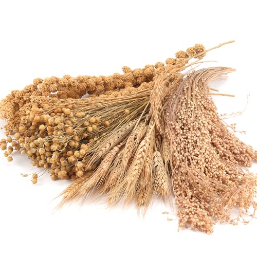 LUVCOSY Hamster Organic Sprays Set = Wheat + Flax + Yellow Millet + Panicle Millet, Pet Habitat Bedding Decor, Natural Hamster Chews Accessories Supplies, for Gerbil, Mice, Guinea Pig, Chinchilla - Image 1