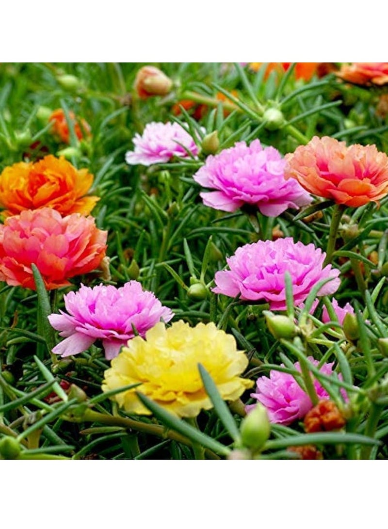 ڤسيل24 حزمة من 3 بذور موس روز ميكس بورتولاكا دوبيا في مزيج البذور من بذور زهرة هورتوس جاردن كير - Image 5