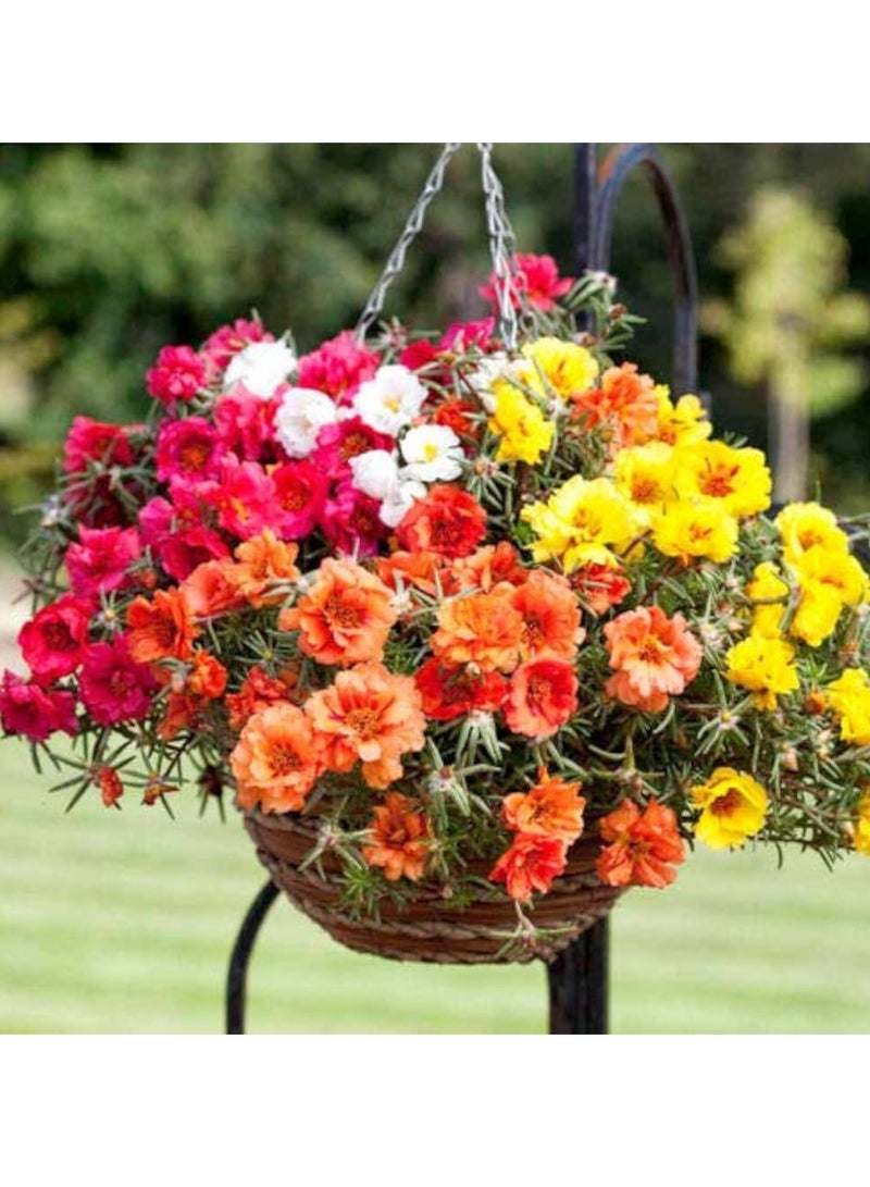 ڤسيل24 حزمة من 3 بذور موس روز ميكس بورتولاكا دوبيا في مزيج البذور من بذور زهرة هورتوس جاردن كير - Image 1