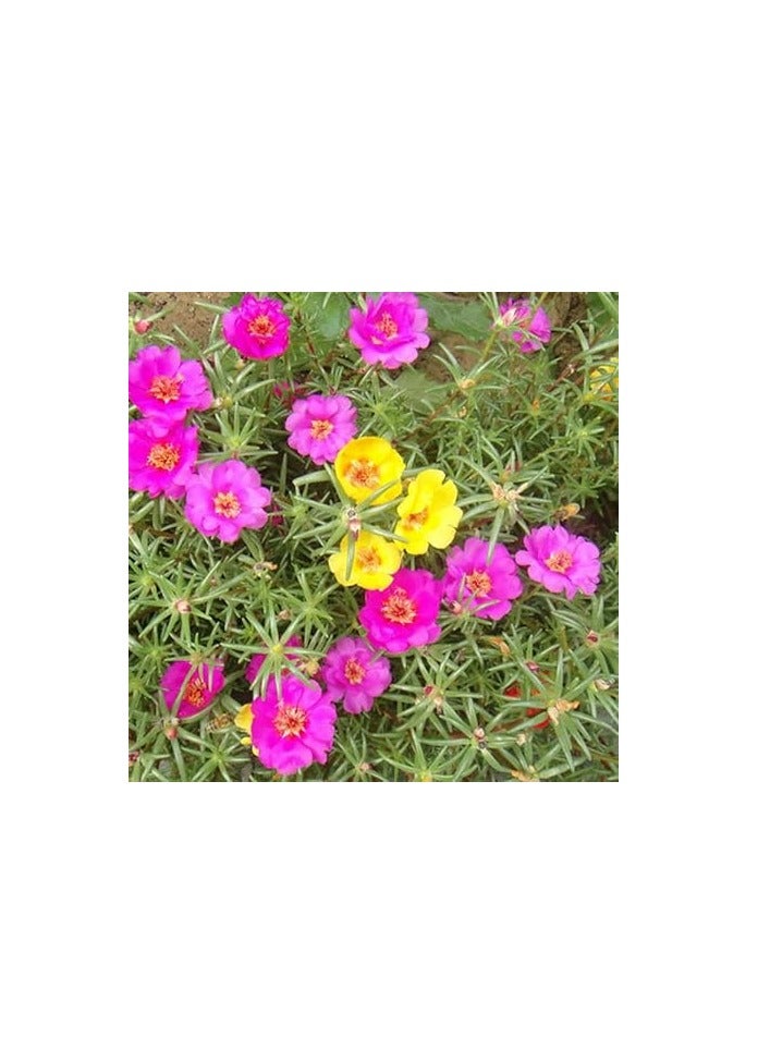 ڤسيل24 حزمة من 3 بذور موس روز ميكس بورتولاكا دوبيا في مزيج البذور من بذور زهرة هورتوس جاردن كير - Image 4