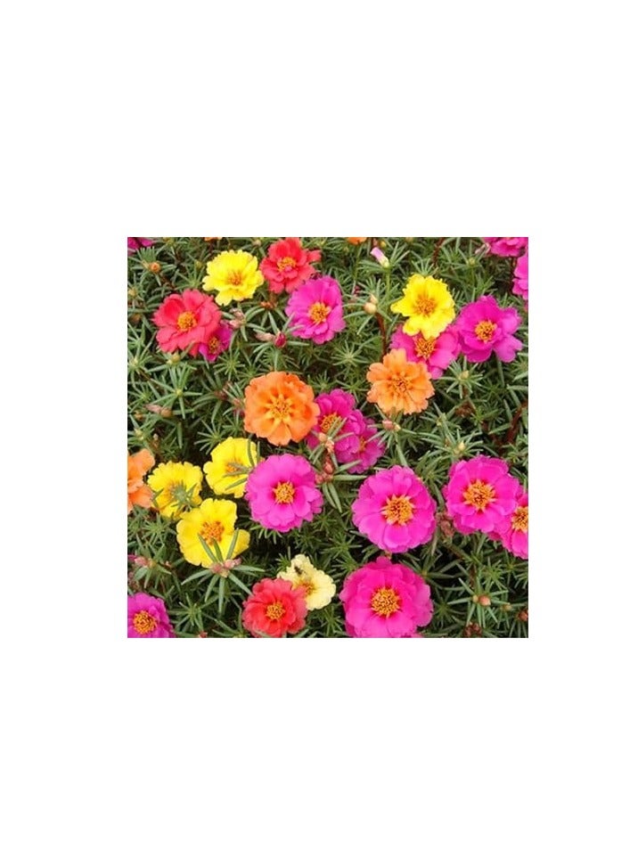 ڤسيل24 حزمة من 3 بذور موس روز ميكس بورتولاكا دوبيا في مزيج البذور من بذور زهرة هورتوس جاردن كير - Image 3