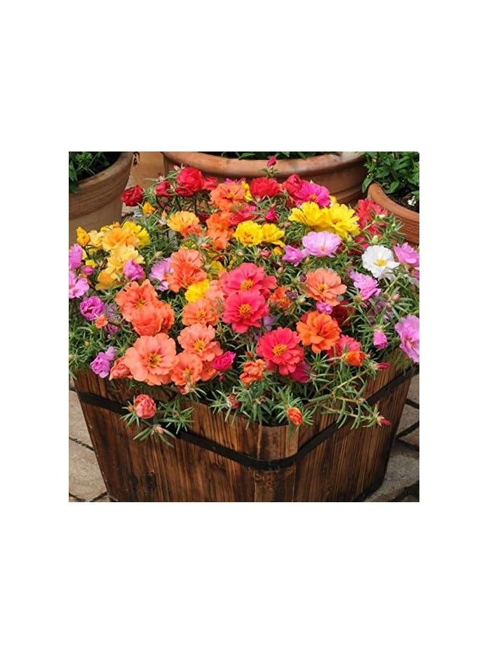 ڤسيل24 حزمة من 3 بذور موس روز ميكس بورتولاكا دوبيا في مزيج البذور من بذور زهرة هورتوس جاردن كير - Image 2