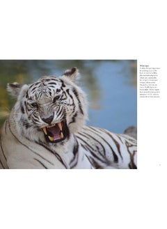 Tigers  - Image 3