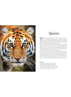 Tigers  - Image 2