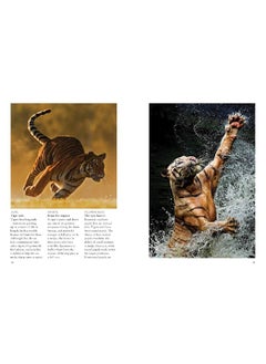 Tigers  - Image 5