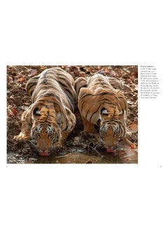Tigers  - Image 4