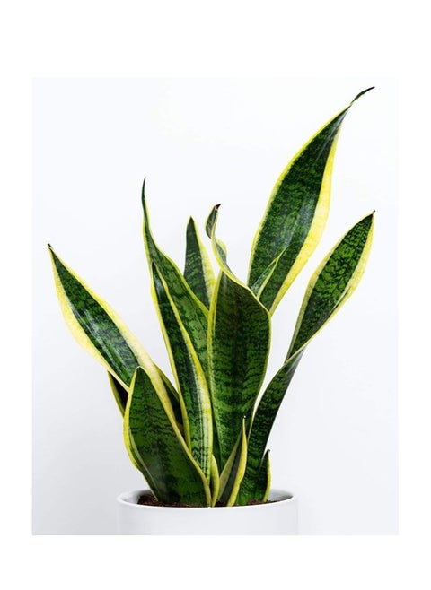 Snake Plant