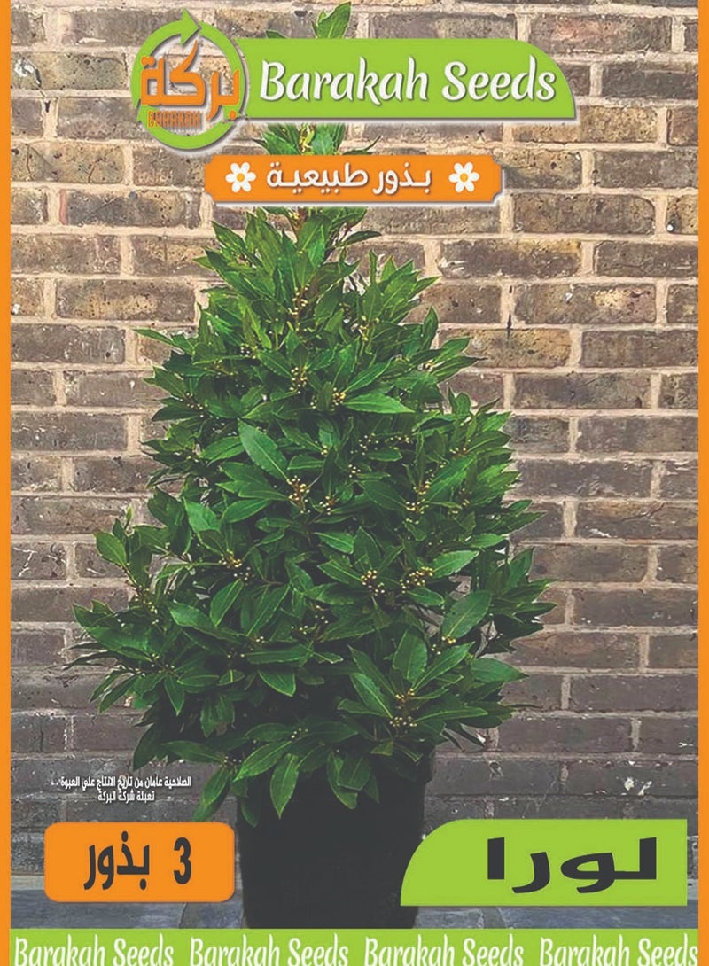 High germination rate seeds - bay leaf tree