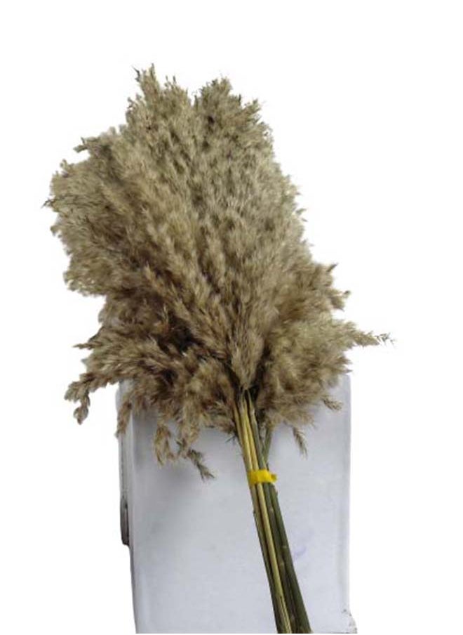 Generic Beautiful Natural Fluffy Grass Dried Pampas Grass Decor Wedding Flowers For Wedding Stage Decoration 60-80 Cm - 6PCS  - Image 4