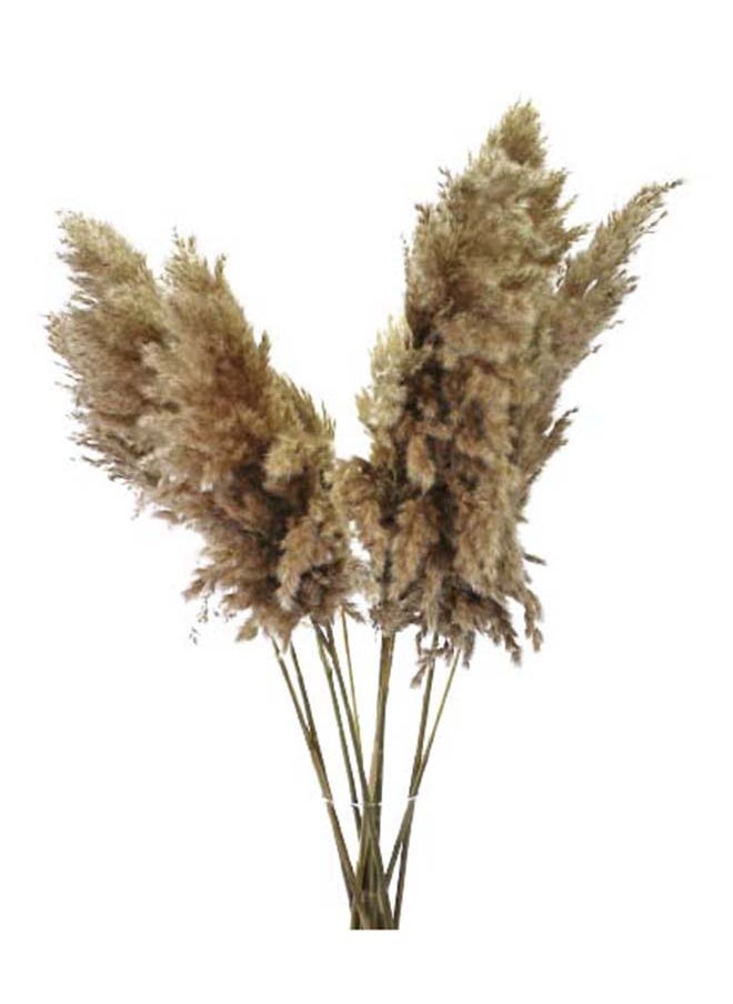 Generic Beautiful Natural Fluffy Grass Dried Pampas Grass Decor Wedding Flowers For Wedding Stage Decoration 60-80 Cm - 6PCS  - Image 1
