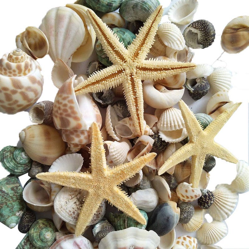 LGEGE YEJI 80pcs Home Decorations Sea Shells Mixed Beach Seashells Colorful Natural Seashells for Party Wedding Decor DIY Crafts