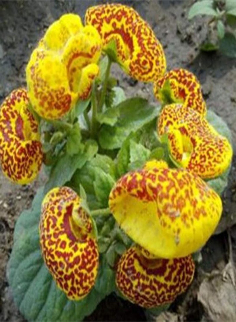 GGOOT 50Pcs Slipper Flower Seeds Annual Vibrant Georgic Heart Shaped Calceolaria Herbeohybrida Seeds for Planting Indoors & Outdoors - Seed - Image 3