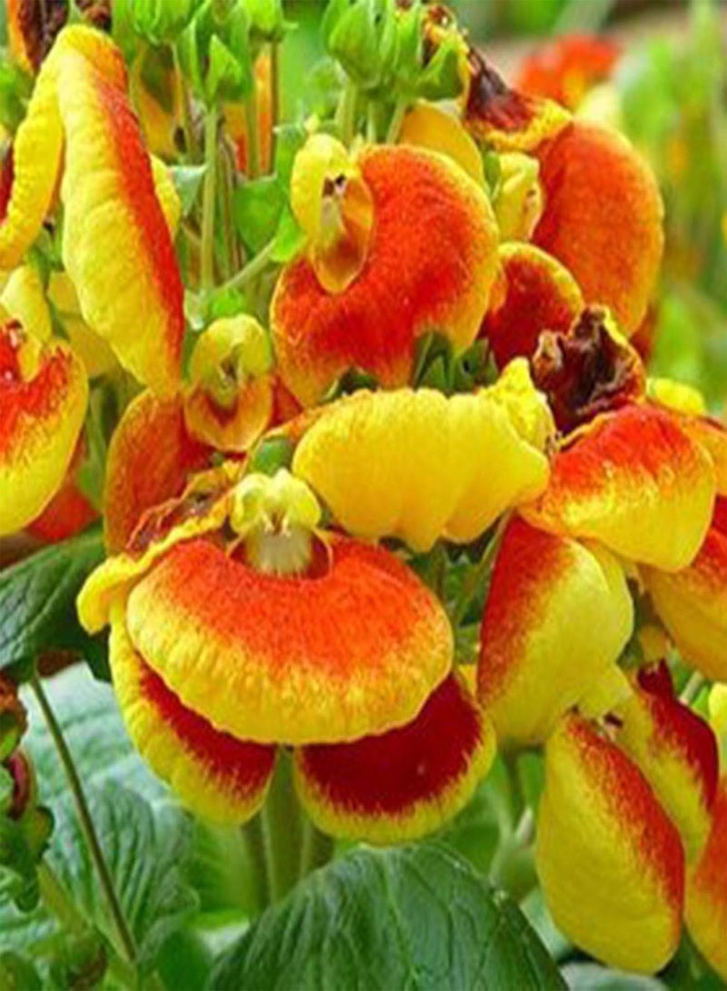 GGOOT 50Pcs Slipper Flower Seeds Annual Vibrant Georgic Heart Shaped Calceolaria Herbeohybrida Seeds for Planting Indoors & Outdoors - Seed - Image 2