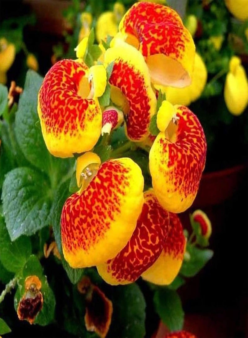 GGOOT 50Pcs Slipper Flower Seeds Annual Vibrant Georgic Heart Shaped Calceolaria Herbeohybrida Seeds for Planting Indoors & Outdoors - Seed - Image 4