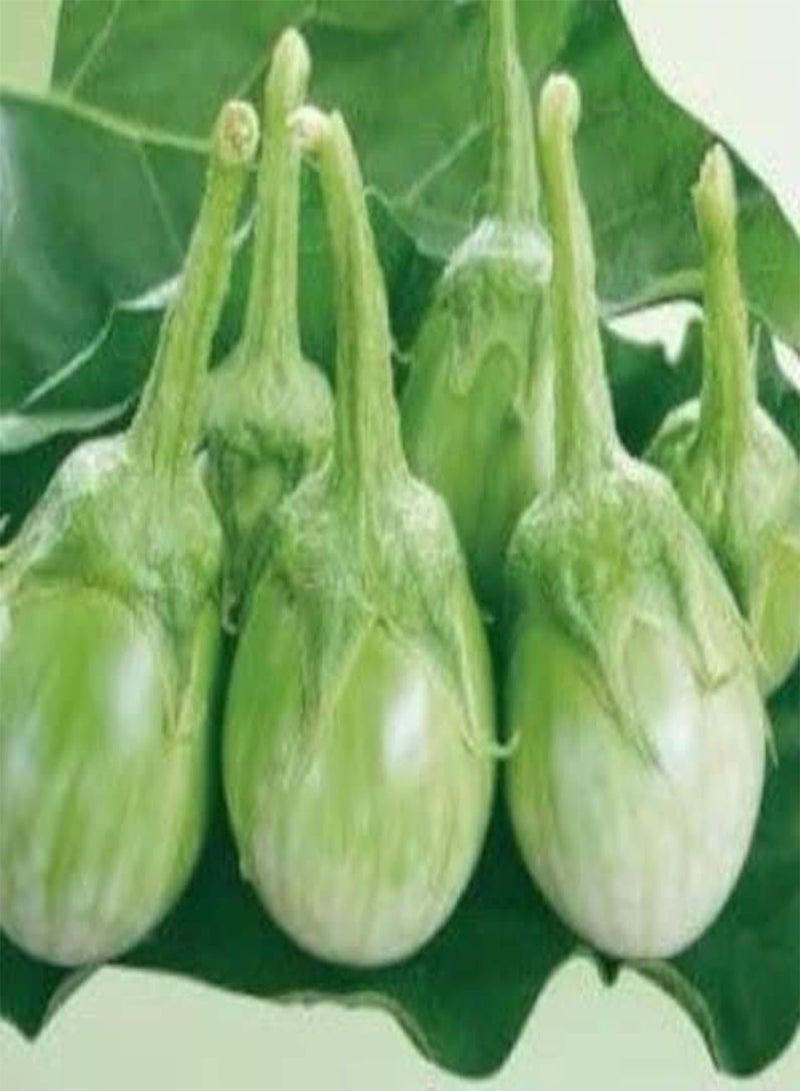 GGOOT 100 Seeds Petch Siam Thai Eggplant Seeds, Green Round Thai Eggplant Seeds - Image 2