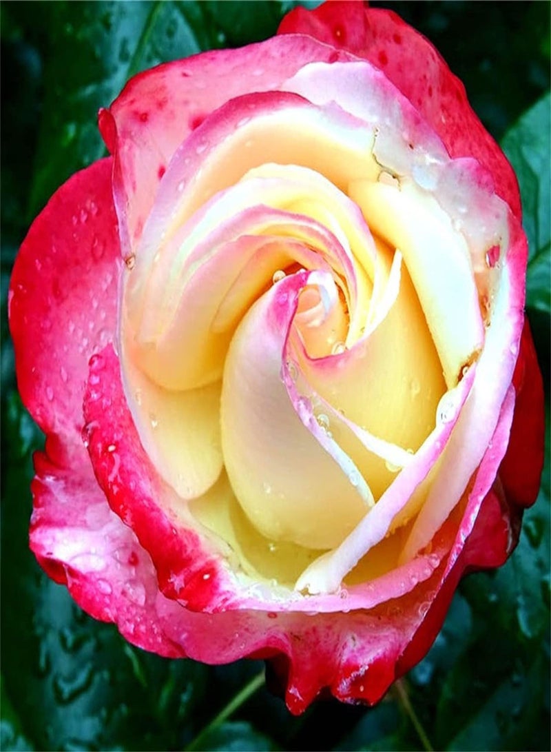 GGOOT Rose Seeds/Garden Collection Gift Seeds/Strong Growing Plant/Potted Garden Plants/Cute Pop Flower/Heirloom Garden Seeds-100pcs - Image 1