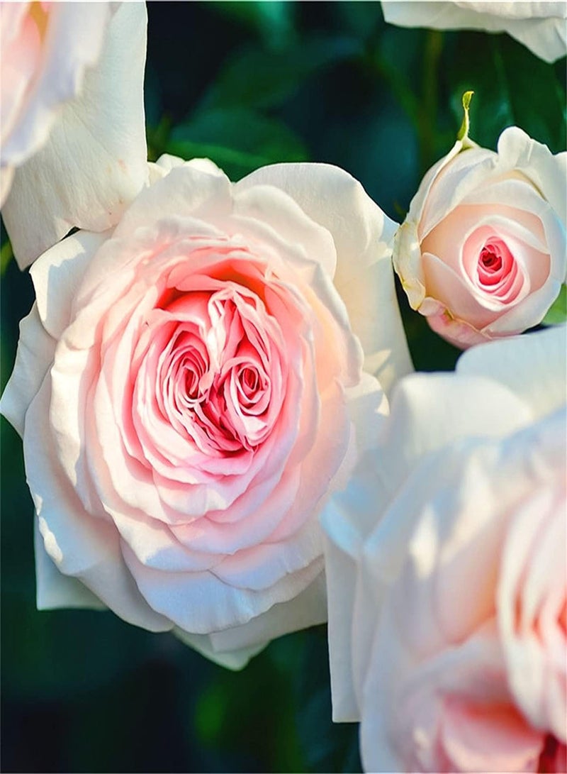 GGOOT Rose Seeds/Garden Collection Gift Seeds/Strong Growing Plant/Potted Garden Plants/Cute Pop Flower/Heirloom Garden Seeds-100pcs - Image 3