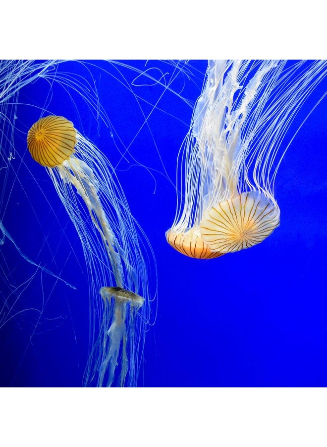 Seachem 437 Prime Fresh and Saltwater Conditioner - Chemical Remover and Detoxifier 1L - Image 5