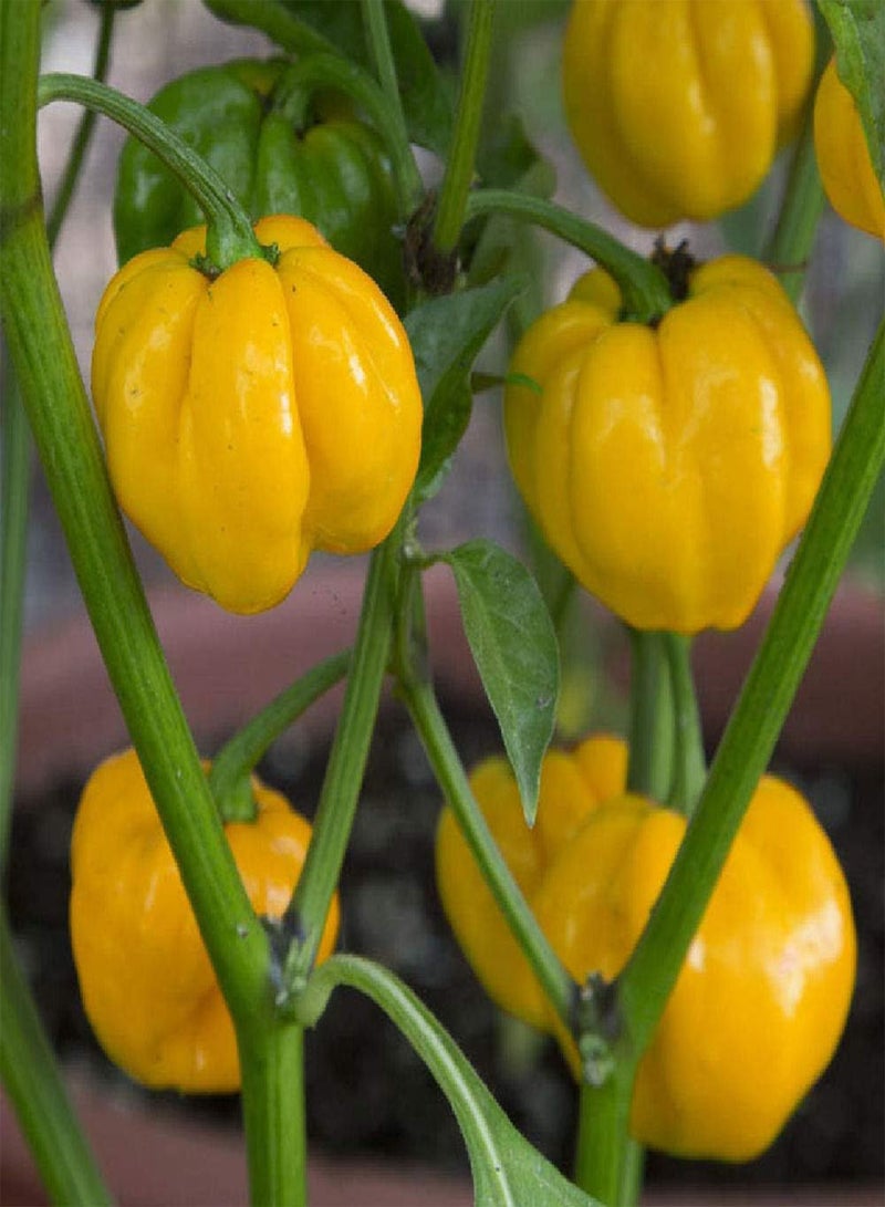 GGOOT 40 x Scotch Bonnet Yellow Chilli Hot Pepper Vegetable Seeds - Image 1
