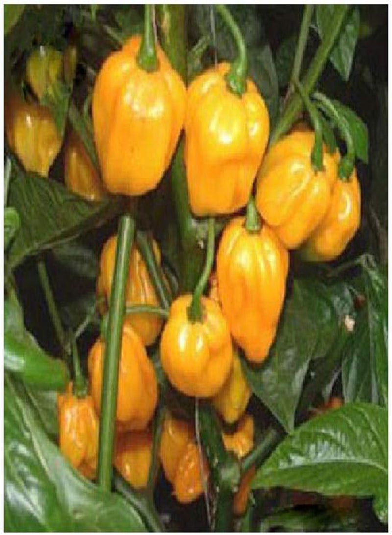 GGOOT 40 x Scotch Bonnet Yellow Chilli Hot Pepper Vegetable Seeds - Image 2