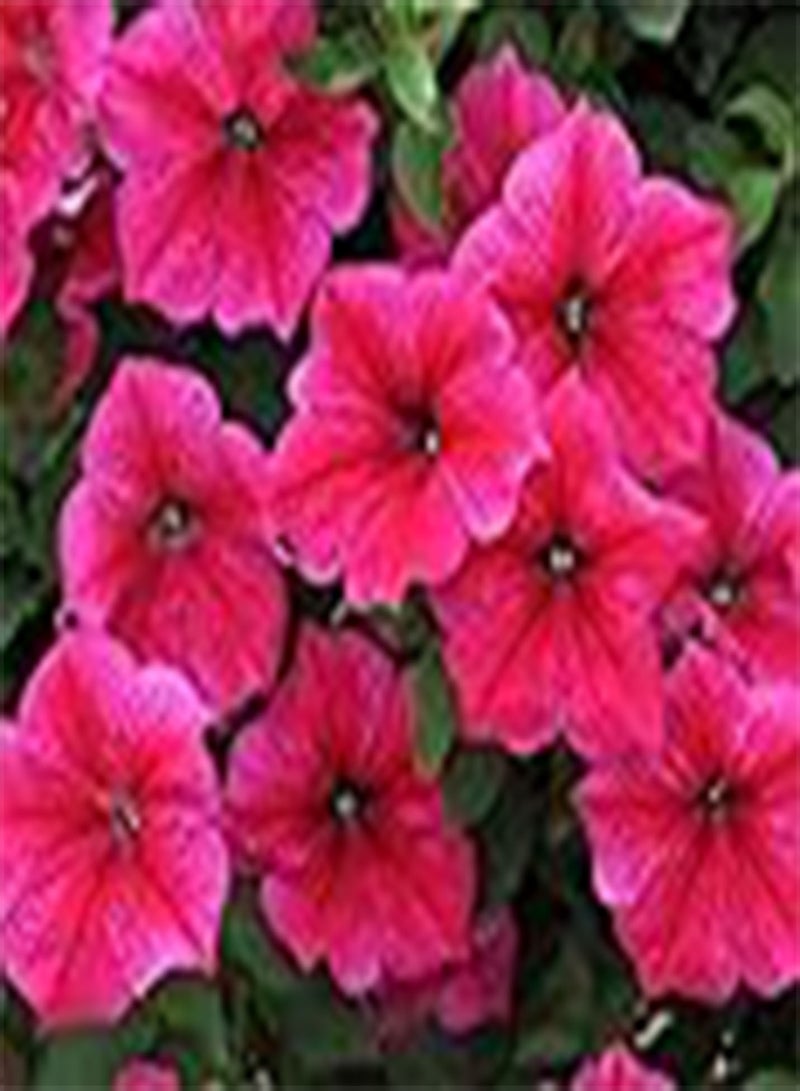GGOOT 100 Petunia Nana Compacta Rose of Heaven Seeds - Vibrant Pink - 100 Seeds