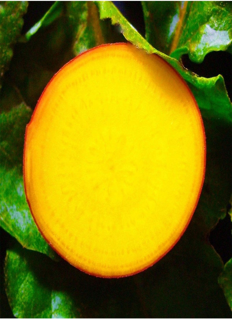 GGOOT - 20 seeds of Beetroot Boldor (Golden Globe Hybrid) - Image 1