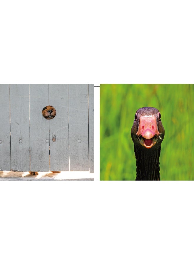 Comedy Pet Photography Awards - The paw-fect Christmas gift for animal lovers everywhere! - Image 5
