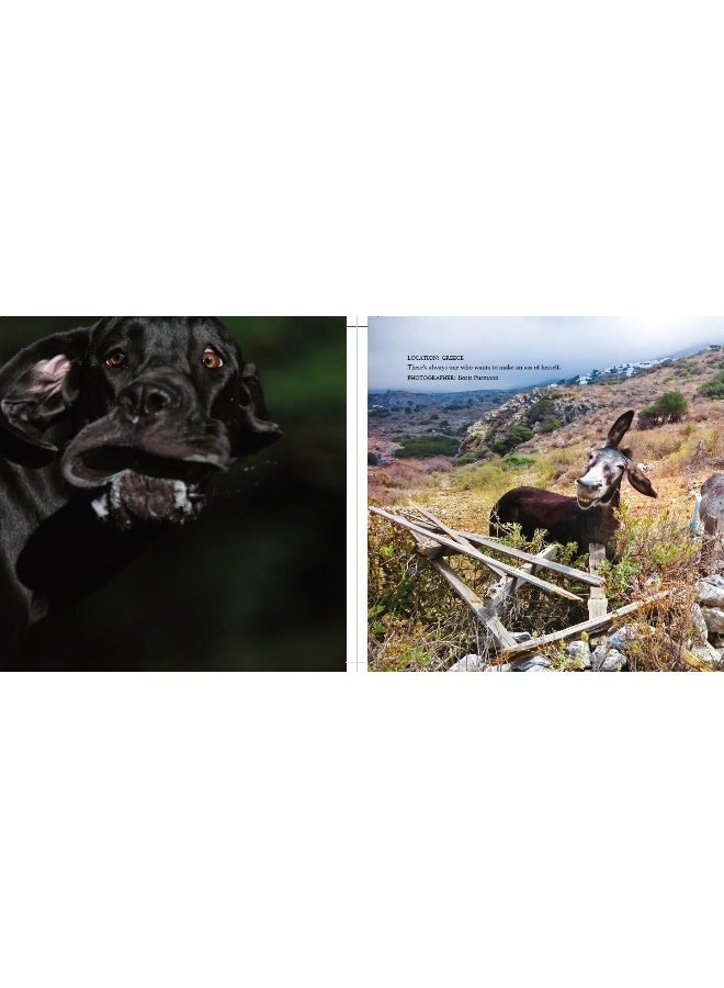Comedy Pet Photography Awards - The paw-fect Christmas gift for animal lovers everywhere! - Image 3