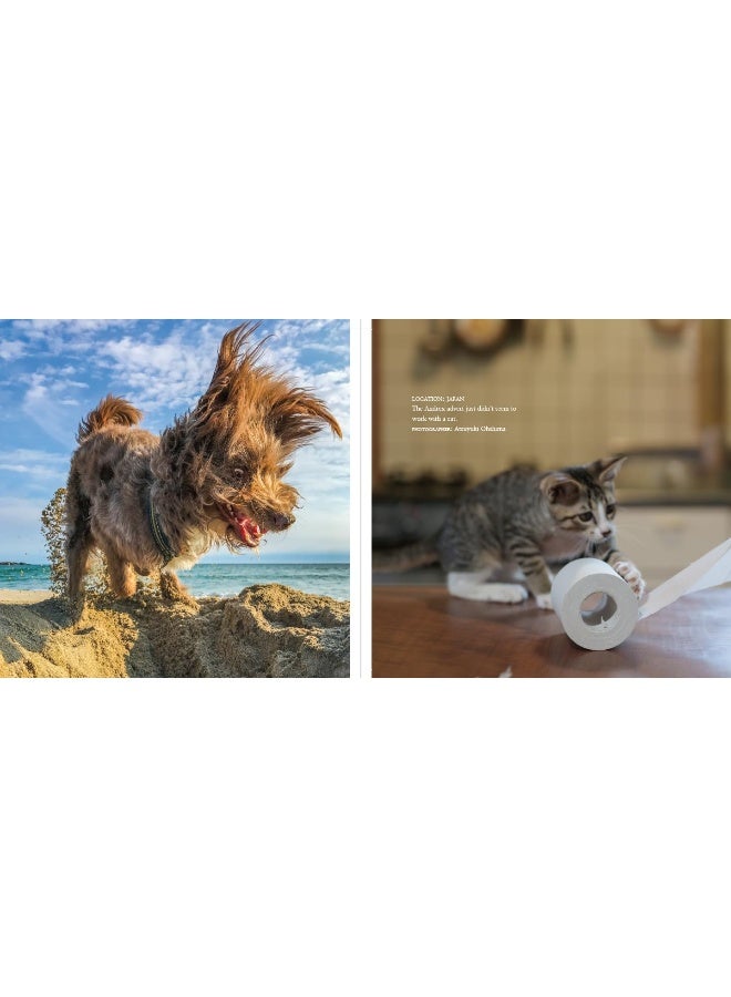 Comedy Pet Photography Awards - The paw-fect Christmas gift for animal lovers everywhere! - Image 4