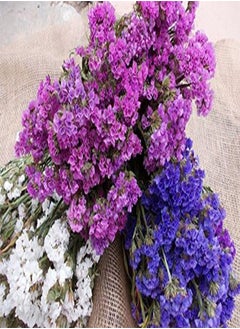 Flower Seeds : Corn Flower  Frosty Mixed Flower Seeds Hybrid for Kitchen/Terrace/Home Garden (1 Packets) Garden Plant Seeds