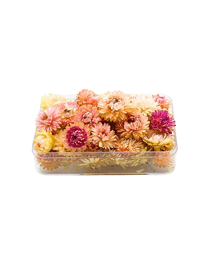 FANCY FLOWERS FANCY Natural Dried Helichrysum Flowers – Dry Floral Decor for Crafts, Weddings & Home Décor – Assorted Colors (White, Pink, Yellow) – Bulk Dried Flowers in Gift Box (PINK, SMALL) - Image 4
