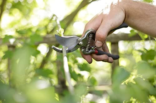 Spear  Jackson Spear & Jackson 5559BS Razorsharp Vintage Style Bypass Pruners, Black & Silver - Image 4