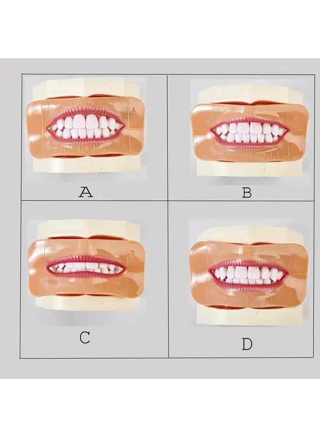 نموذج شفاه أسنان مزيفة ب - بدلة مؤقتة واقعية لتدريب طب الأسنان - Image 4