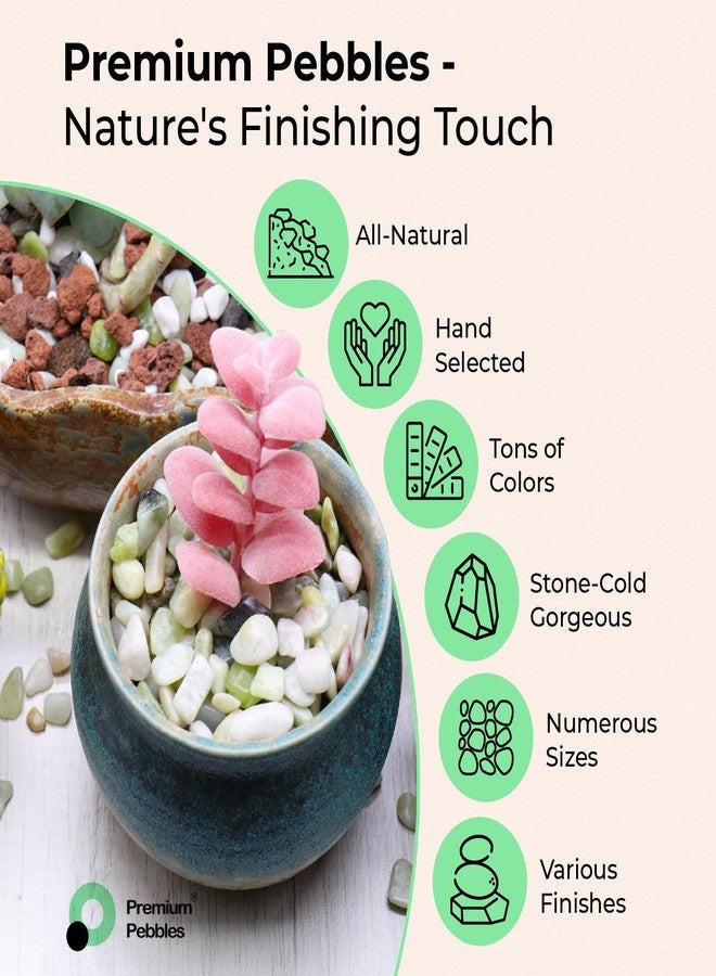 Premium Pebbles حصى بيضاء مميزة. حصى زخرفية. 1/5 بوصة 10 أرطال للحديقة، تنسيق الحدائق، الداخلية، تعبئة الأوعية، الحرف، العصاريات، الأواني، النباتات (صغيرة، ملساء) - Image 2