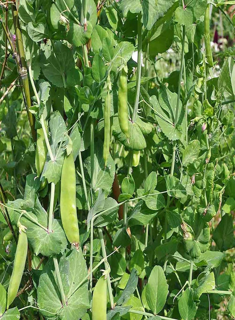 GGOOT 100Pcs Dutch Bean Seeds Nutritious Sweet Reliable Sugar Snap Pea Seeds for Garden Dutch Bean Seeds for Daily Life - Image 4