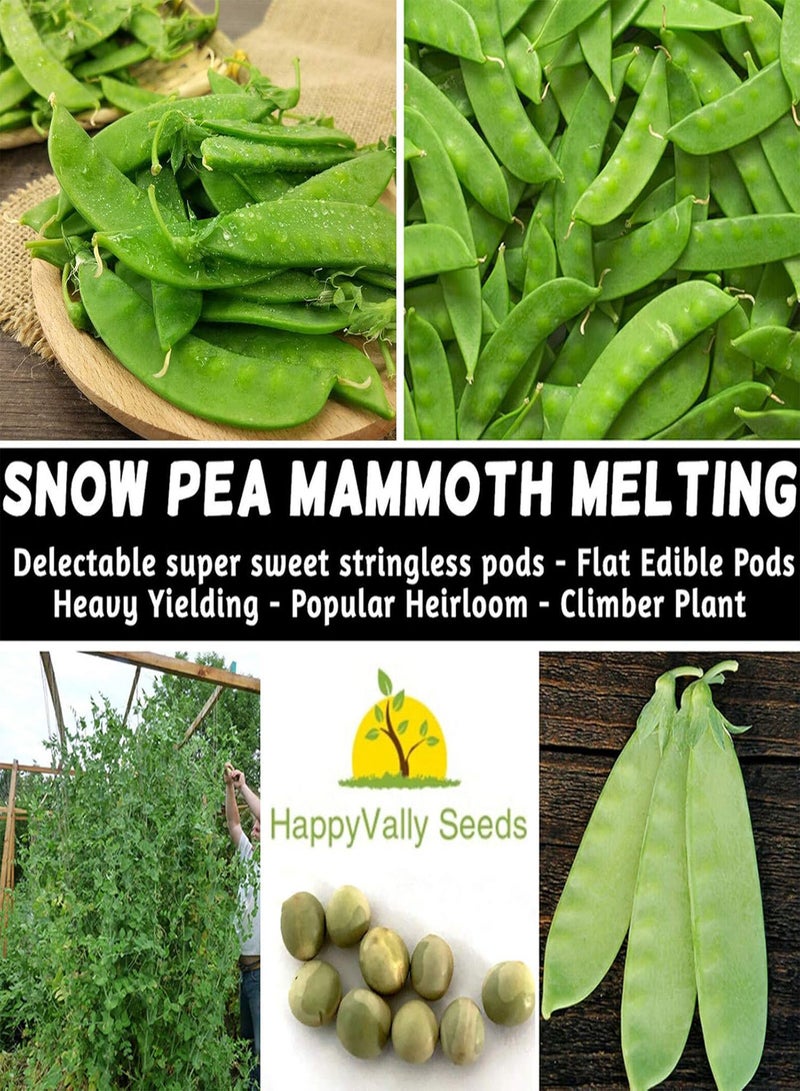 GGOOT 100Pcs Dutch Bean Seeds Nutritious Sweet Reliable Sugar Snap Pea Seeds for Garden Dutch Bean Seeds for Daily Life - Image 1