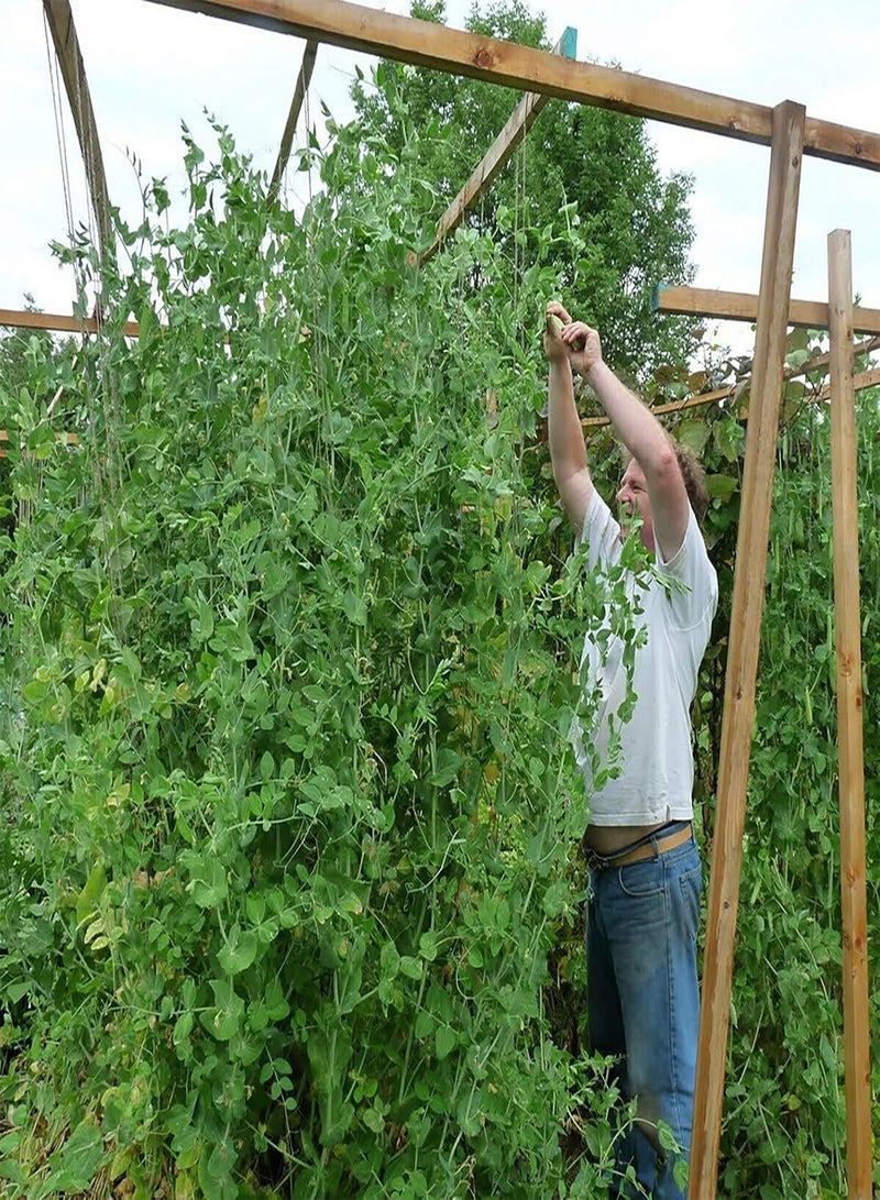 GGOOT 100Pcs Dutch Bean Seeds Nutritious Sweet Reliable Sugar Snap Pea Seeds for Garden Dutch Bean Seeds for Daily Life - Image 5